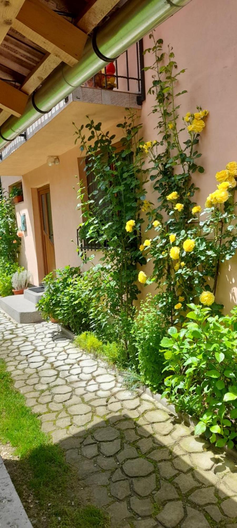 Casa Iulia & Matei Villa Cartisoara Ngoại thất bức ảnh